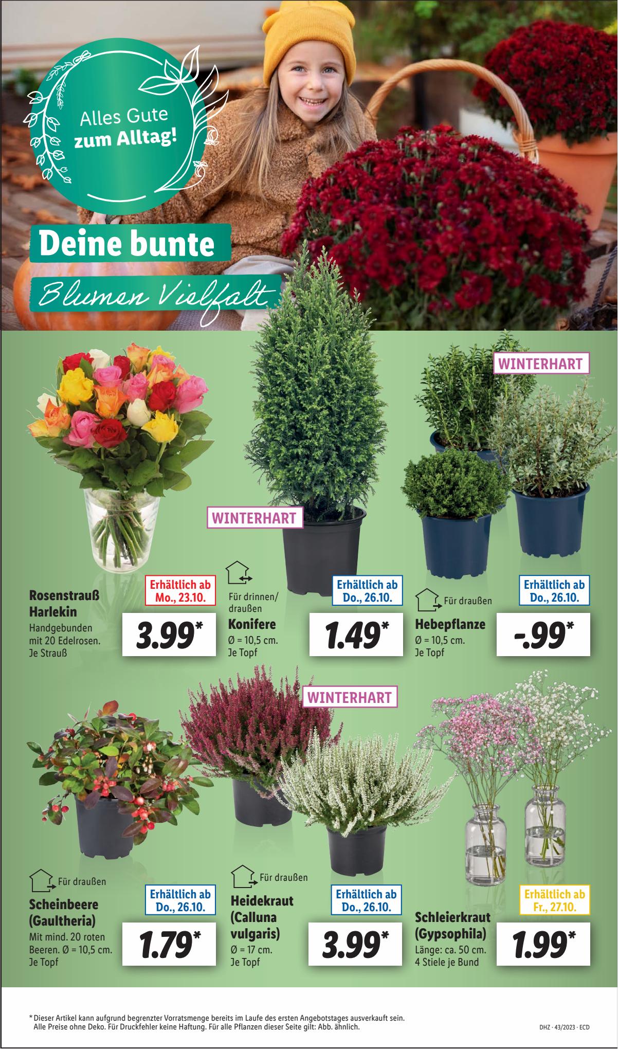 Lidl Prospekt 23 – 28 October 2023 Seite 7